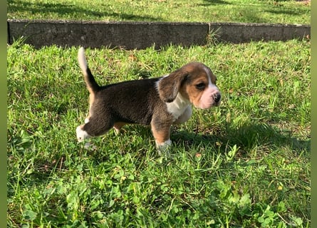 Beagle Welpen