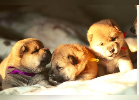 Schöne rote Shiba inu Welpen MEI, MIKA, MASARU mit FCI dokumenten