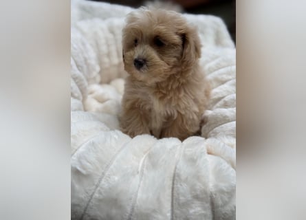 Maltipoo Malteser Toy Pudel Mix Welpen