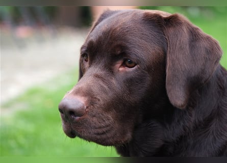 Labrador Deckrüde mit ZZL, decksicher, reinerbig braun chocolate nach FCI Standard, kein Verkauf!