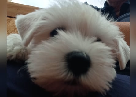 Welpen weiß Zwergschnauzer Rüde