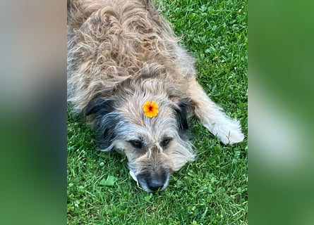 Briard Mischling abzugeben