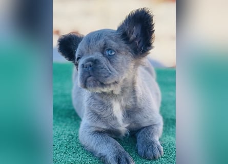 Fluffy Französische Bulldogge