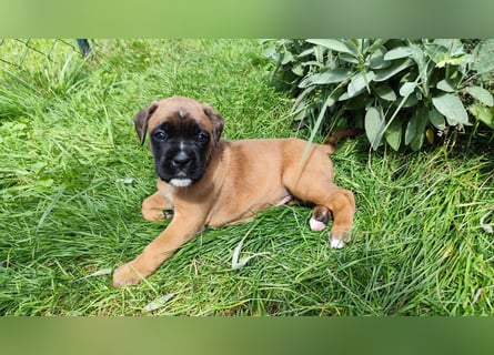 Boxer-Welpen von mehrmaligen Teilnehmern der Deutschen Meisterschaften!!!