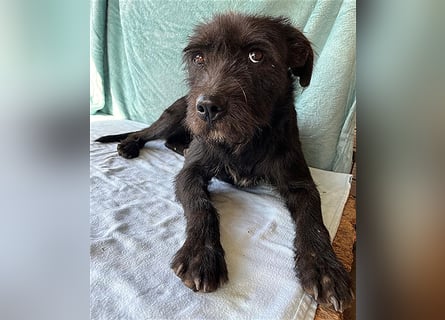 ❤️ RANDY mit den traurigen Augen - 1 Jahr, 45cm/15kg - Schnauzer-Mix