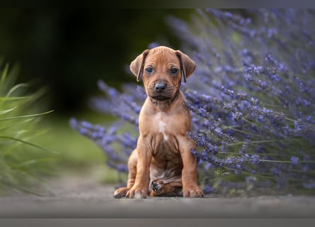Rhodesian Ridgeback Welpen mit FCI-Ahnentafel
