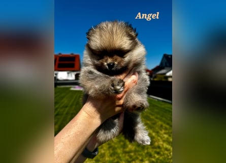 Reinrassige Pomeranian-Hündinnen mit Ahnentafel suchen ihre Traumfamilien