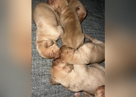 Magyar Vizsla Welpen