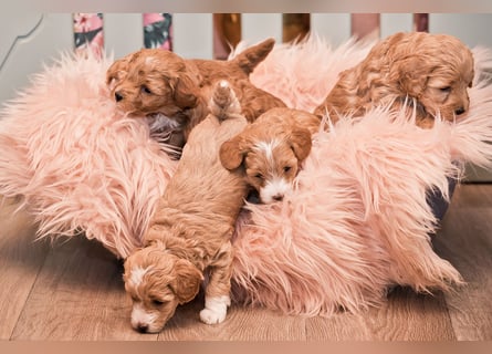 5 Wunderschöne Maltipoo-Welpen suchen ein neues, liebevolles Zuhause!
