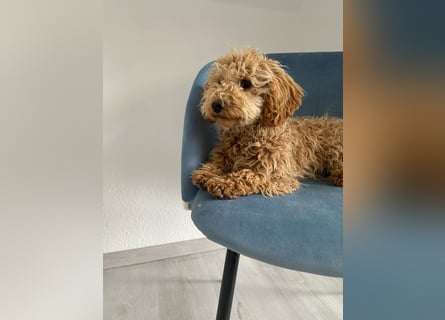 Wunderschöne Mini/Medium Goldendoodle Hündin (max.40cm) in Apricot/Rot zu verkaufen 6 Monate alt