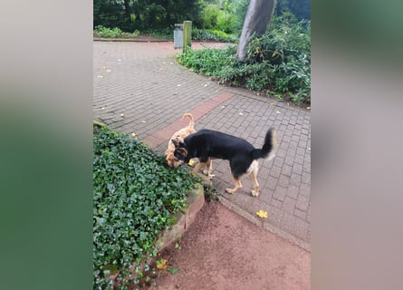 Schäferhundmischling Bono