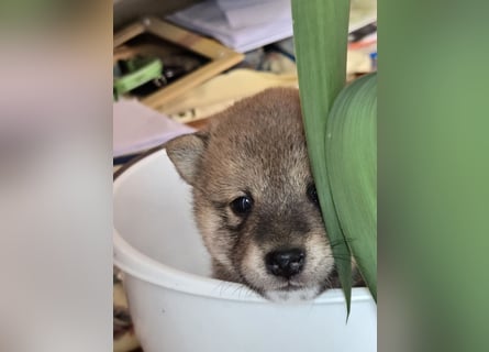 Shiba inu Welpen.   vom Haus Joe   ,Liebhaberzucht