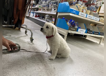 Wesensfeste leinenführige Golden Retriever Welpen mit Stammbaum