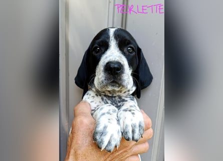 Braque d'Auvergne (Auvergne Vorstehhund) Welpe