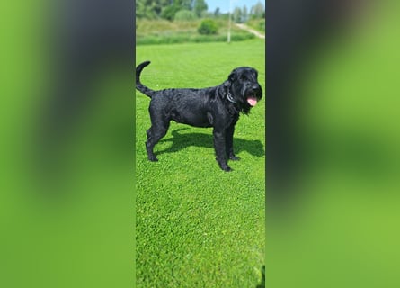 Riesenschnauzer schwarz Welpen des A-Wurf am 3.7.25 erwartete