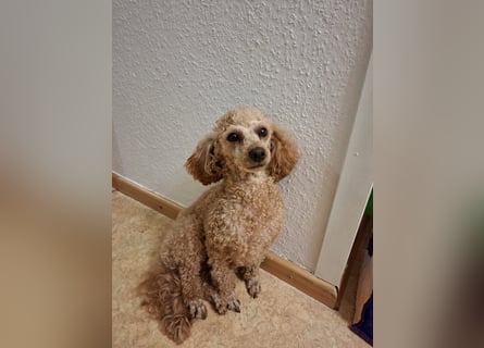 Zwerg Pudel Welpen Abricot