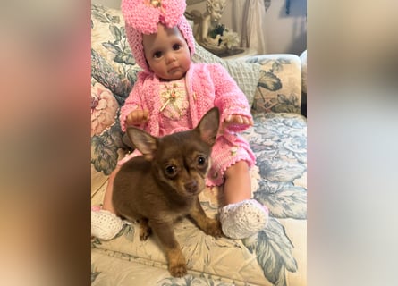 Chihuahua Welpen
