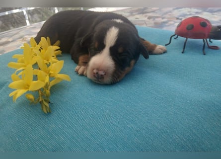 Appenzeller Sennenhunde, Welpen, Tri-Color Schwarz und Havanna Braun, 1 Hündin, ab Ende Mai