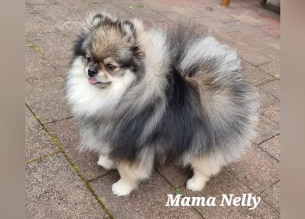 Reinrassige Pomeranian-Hündinnen mit Ahnentafel suchen ihre Traumfamilien