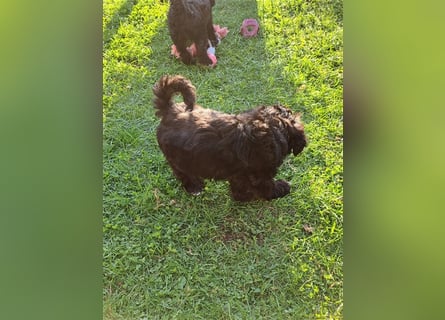 Tibet-Terrier welpen von der Flöckchenoase