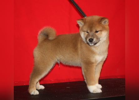 Shiba männlich