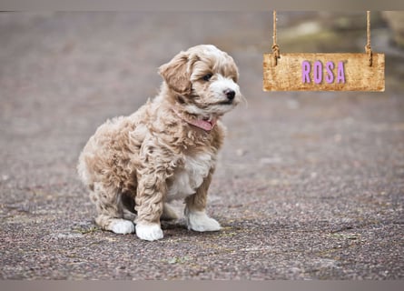 5 Wunderschöne Maltipoo-Welpen suchen ein neues, liebevolles Zuhause!