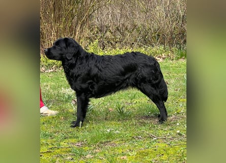 Labrador Welpen mit Ahnentafel