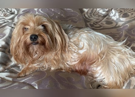 Liebe auf vier Pfoten – Yorkshire Terrier Welpen suchen ihr Für-immer-Zuhause!