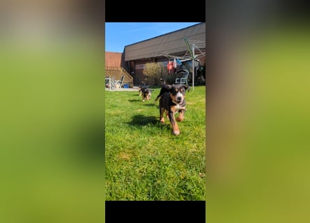 Große-Schweizer-Sennenhund-Welpen