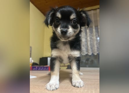 Rehpinsche- Chihuahua Mix