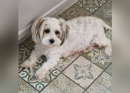 Havapoo Pudel Havaneser-ShihTzu