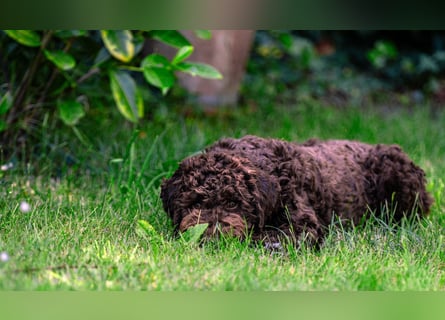 Lagotto Romagnolo Welpen, 6 Welpen suchen ein Zuhause