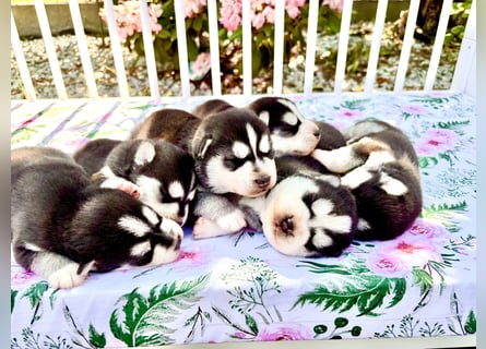 FCI Pedigree Blue Eyed Black & White Siberian Husky Champion Puppy