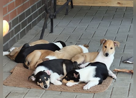 Kurzhaarcollies "Apple Meadow"