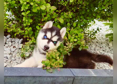 FCI Pedigree Blue Eyed Black & White Siberian Husky Champion Puppy