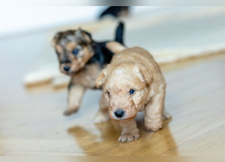 Wunderschöne Lakies (Lakeland Terrier) zu haben in Brno