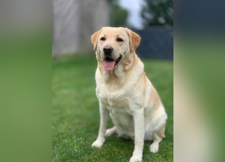 Labrador Welpen