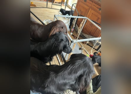 C - Wurf Flat Coated Retriever 2025