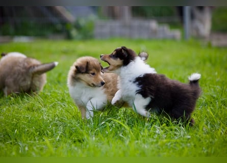 Wundervolle Collie-Welpen aus liebevoller VDH-Zucht suchen ein liebevolles Zuhause