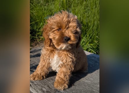 Wunderschöne Cockapoo-Welpen