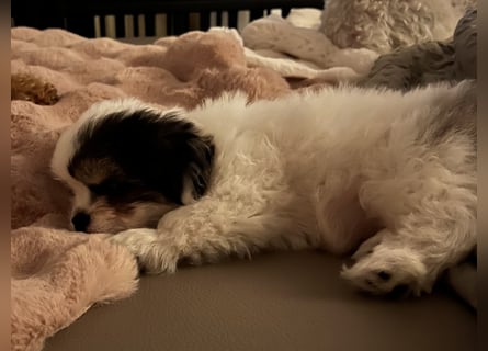 Maltipoo - Welpen - Rüden und Hündin