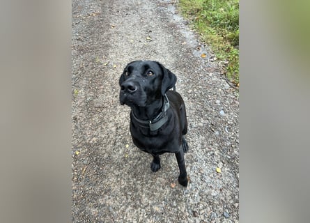 Wurf Cane Corso/Flat & Broholmer