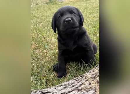 Labrador Welpen mit Ahnentafel
