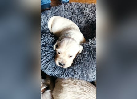 Golden Retriever Welpen