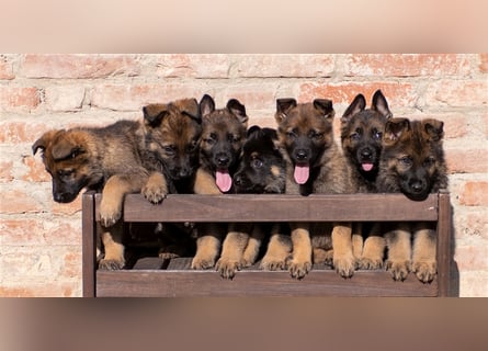Topverpaarung Deutscher Schäferhund Welpen reinrassig Leistungslinie DDR HD/ED frei!