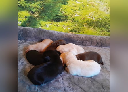 Reinrassige Labradorwelpen