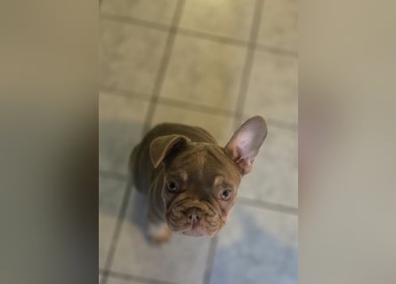Französische Bulldoggen Welpen