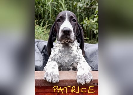 Braque d'Auvergne (Auvergne Vorstehhund) Welpe
