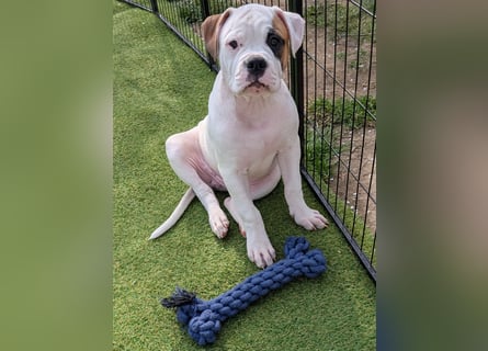 American Bulldog Welpen
