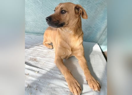 (R) ❤️ liebenswerte MONA - 2 Jahre, 40cm/12kg - Mischling Typ Pinscher